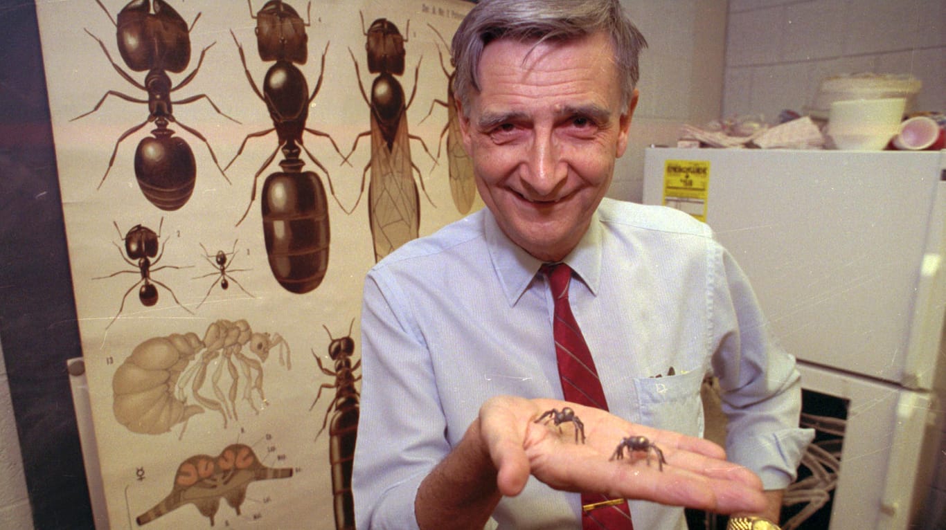 Edward O. Wilson (Archivbild): Der Biologe und Mitautor des Buches "Die Ameisen", das mit dem Pulitzer-Preis für Sachbücher ausgezeichnet wurde, ist gestorben.