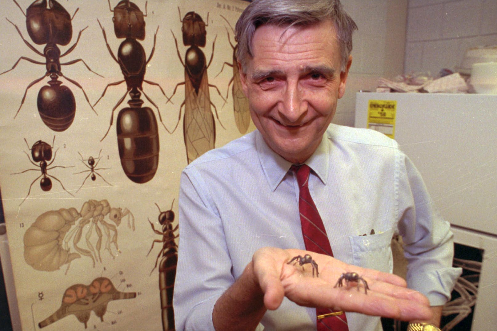 Edward O. Wilson (Archivbild): Der Biologe und Mitautor des Buches "Die Ameisen", das mit dem Pulitzer-Preis für Sachbücher ausgezeichnet wurde, ist gestorben.