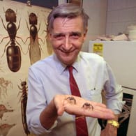Edward O. Wilson (Archivbild): Der Biologe und Mitautor des Buches "Die Ameisen", das mit dem Pulitzer-Preis für Sachbücher ausgezeichnet wurde, ist gestorben.