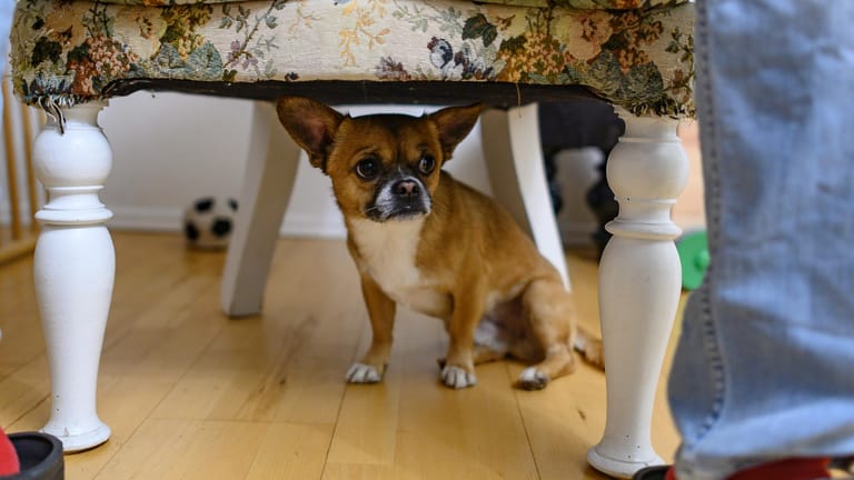 Silvester: Hunde verstecken sich vor lauten Knall-Geräuschen oft.