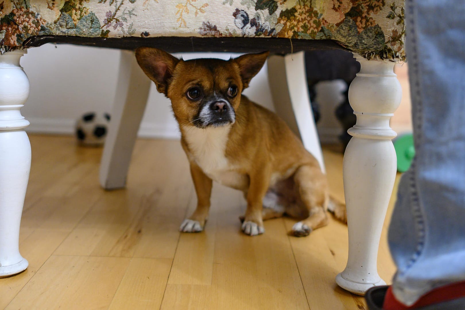 Silvester: Hunde verstecken sich vor lauten Knall-Geräuschen oft.