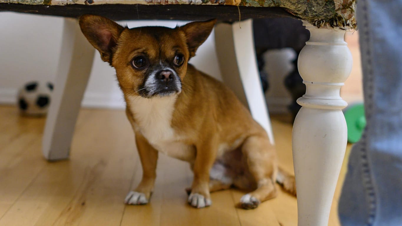 Silvester: Hunde verstecken sich vor lauten Knall-Geräuschen oft.