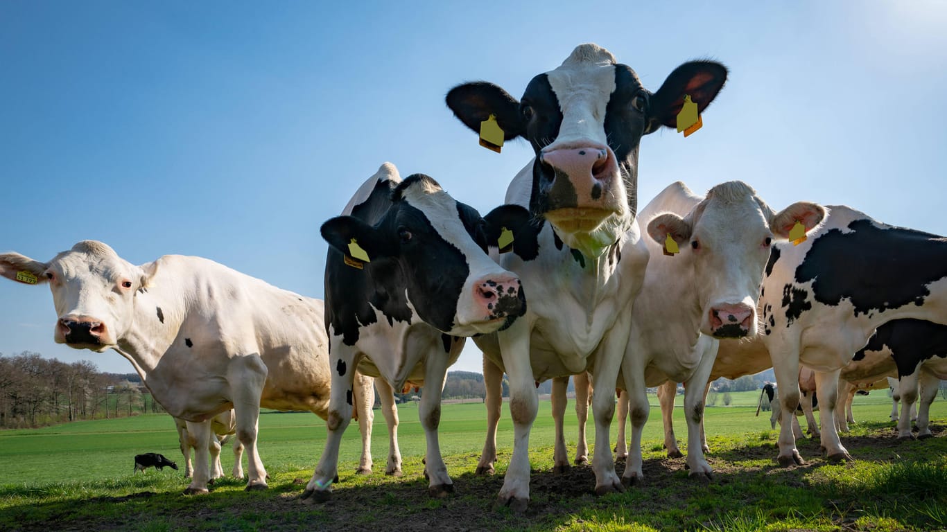 Kühe stehen auf einer Weide (Symbolfoto): Der Bauernverband setzt sich für mehr Einkauf bei heimischen Landwirten ein.