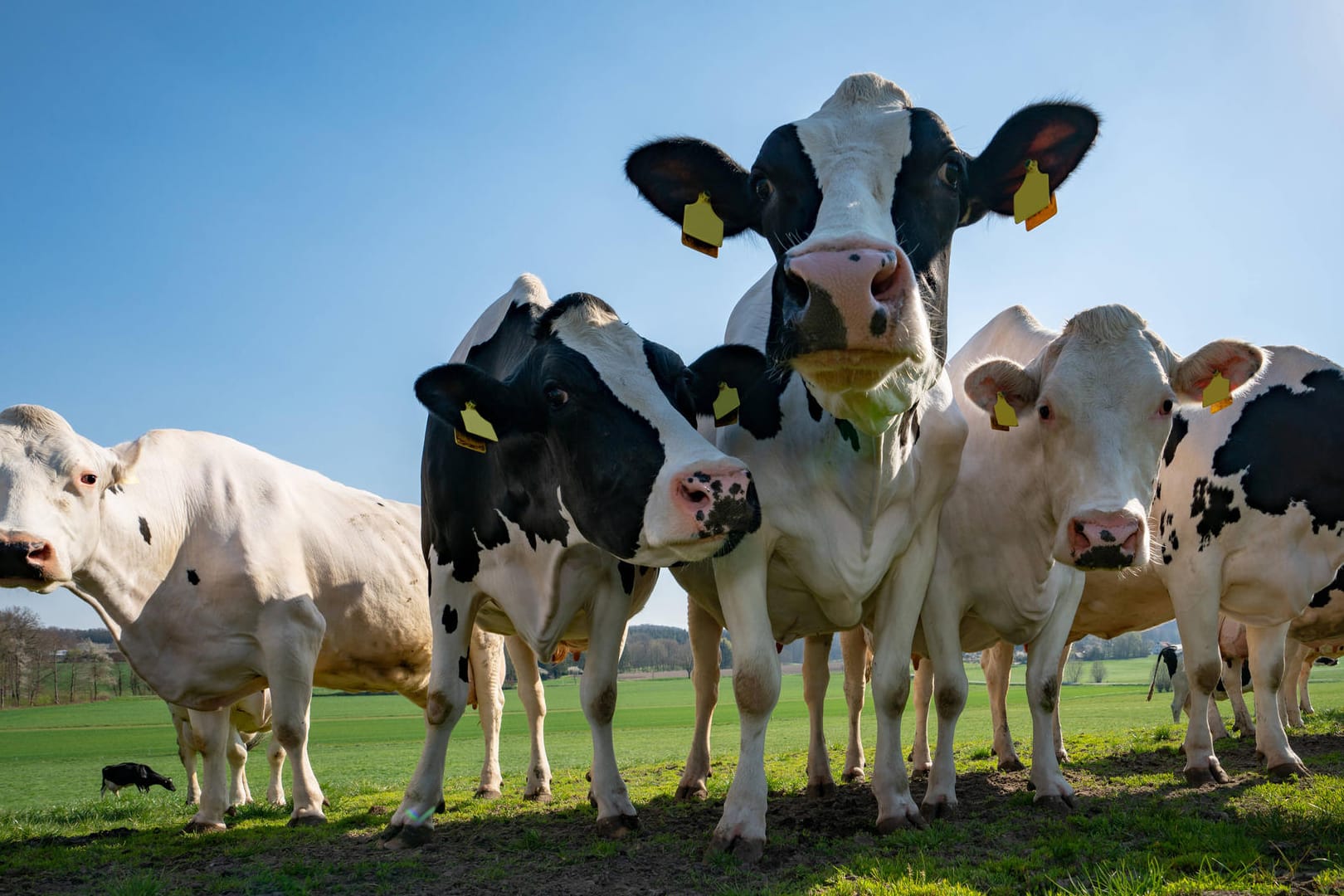 Kühe stehen auf einer Weide (Symbolfoto): Der Bauernverband setzt sich für mehr Einkauf bei heimischen Landwirten ein. Kühe stehen auf einer Weide (Symbolfoto): Der Bauernverband setzt sich für mehr Einkauf bei heimischen Landwirten ein.