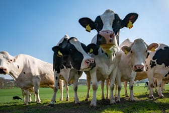 Kühe stehen auf einer Weide (Symbolfoto): Der Bauernverband setzt sich für mehr Einkauf bei heimischen Landwirten ein.