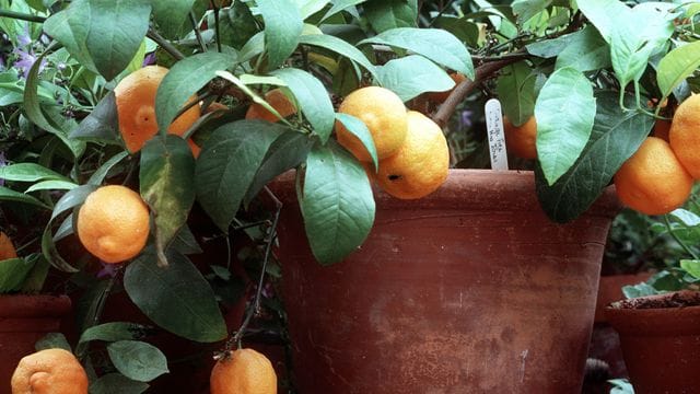 Zitruspflanzen vertragen keinen Frost und müssen vor der kalten Jahreszeit im Haus untergebracht werden.