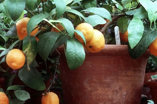 Zitruspflanzen vertragen keinen Frost und müssen vor der kalten Jahreszeit im Haus untergebracht werden.