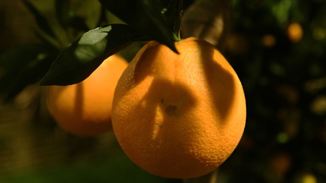 Orangenbäume (hier: Citrus calamondin) lieben die Wärme.