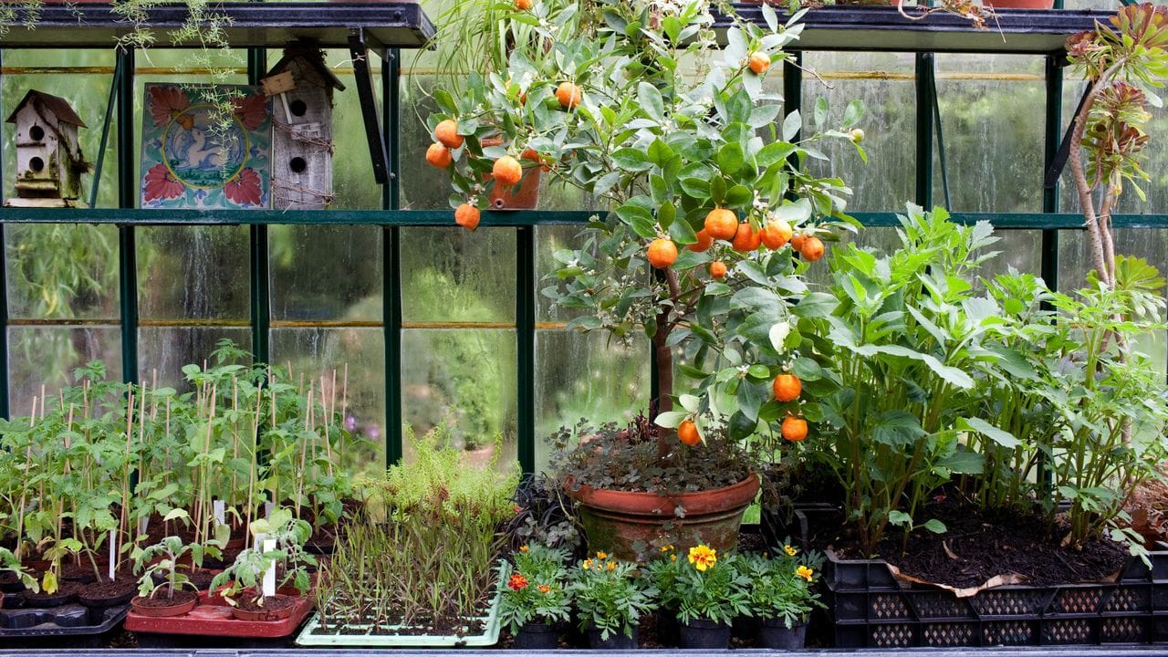 Ein Wintergarten, der nicht geheizt wird, ist ein optimales Lager für Zitrusfrüchte (Mitte: Zwergorange Calamondin "Piccolo").