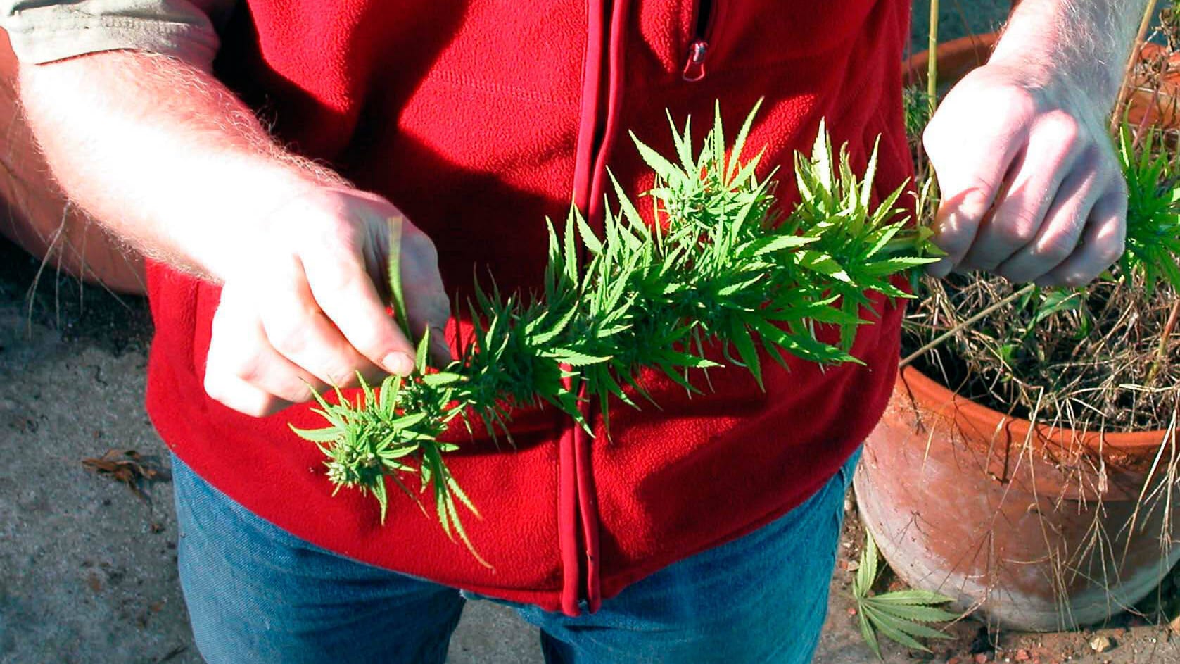 Ein Mann hält eine Cannabis-Pflanze in der Hand (Symbolbild): Die Ampelkoalition lässt sich mit der Freigabe noch Zeit.