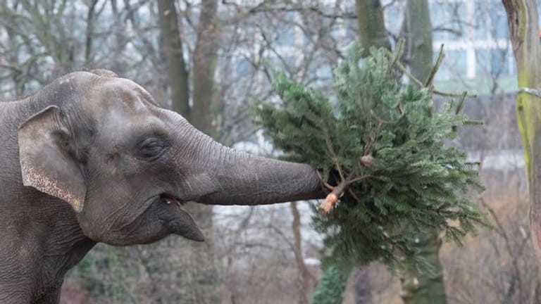 Weihnachtsbaumfütterung: Ein Elefant spielt mit einem Tannenbaum.