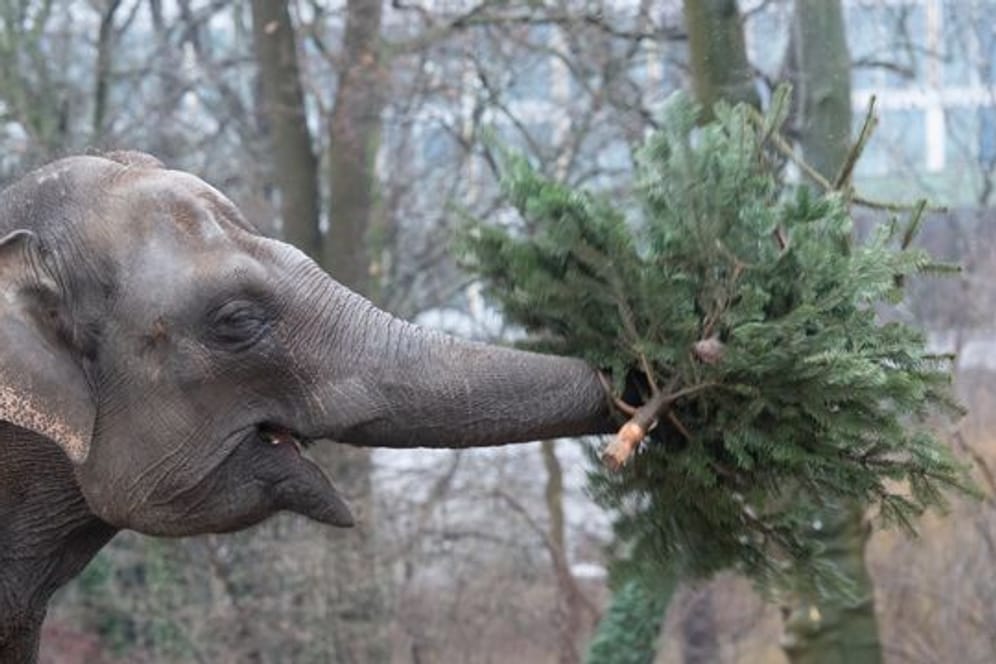 Weihnachtsbaumfütterung: Ein Elefant spielt mit einem Tannenbaum.