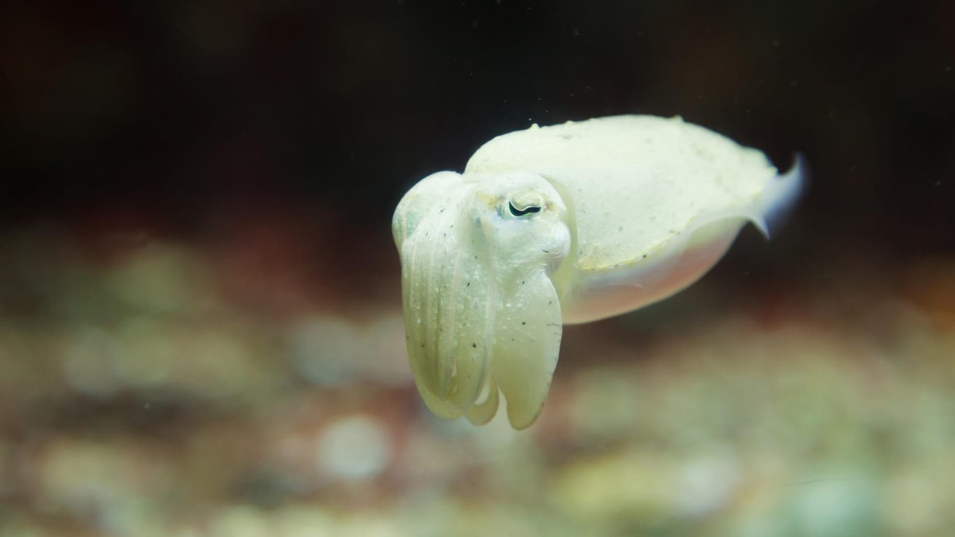 Oktopus: Eine weibliche Oktopusse aus Australien werfen mit Schlamm auf die Männchen, wenn sie sauer sind. (Symbolbild)
