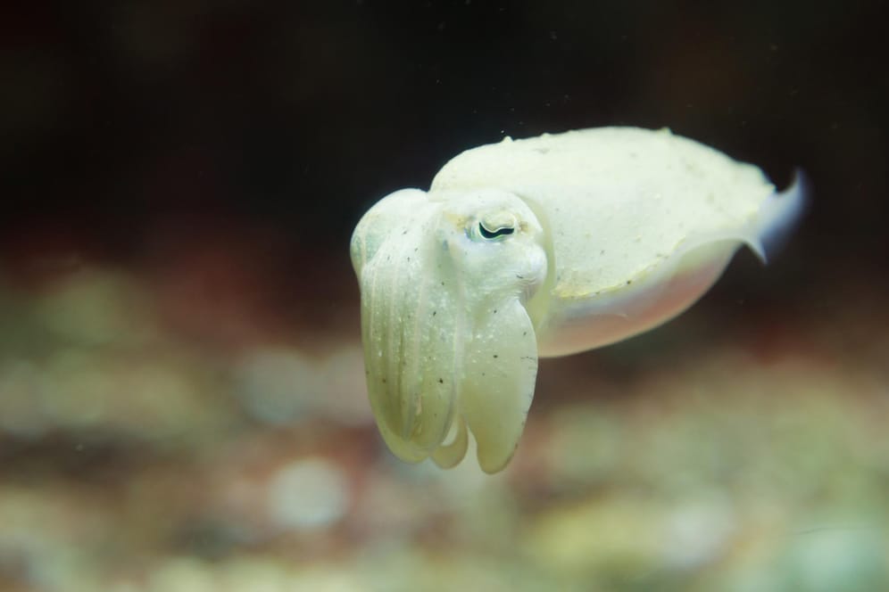 Oktopus: Eine weibliche Oktopusse aus Australien werfen mit Schlamm auf die Männchen, wenn sie sauer sind. (Symbolbild)