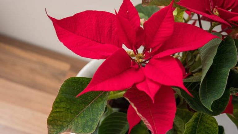 Die schönen roten Hochblätter des Weihnachtssterns halten sich lange, und danach wird aus ihm eine schöne Grünpflanze.