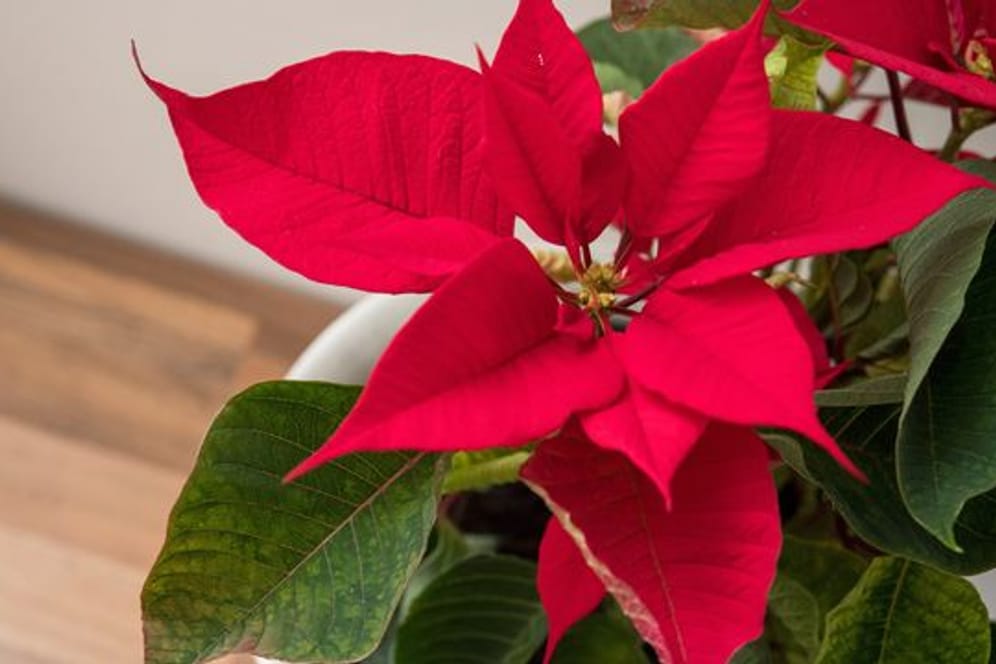 Die schönen roten Hochblätter des Weihnachtssterns halten sich lange, und danach wird aus ihm eine schöne Grünpflanze.