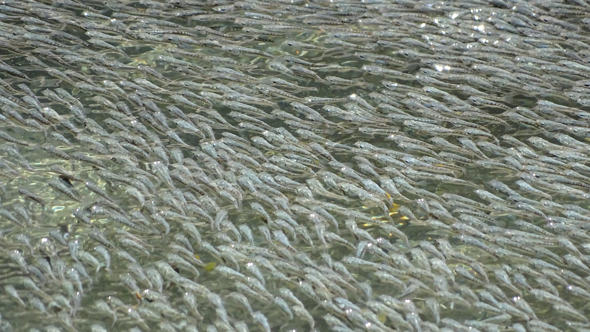 Ein Schwarm Schwefelmollys: Je mehr Wellen, die Fische erzeugen, desto stärker ist der Effekt auf die Angreifer.