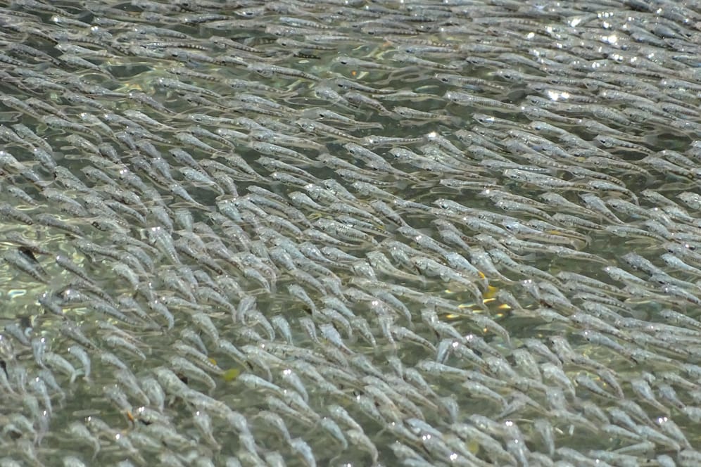 Ein Schwarm Schwefelmollys: Je mehr Wellen, die Fische erzeugen, desto stärker ist der Effekt auf die Angreifer.