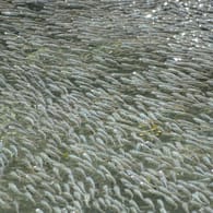 Ein Schwarm Schwefelmollys: Je mehr Wellen, die Fische erzeugen, desto stärker ist der Effekt auf die Angreifer.