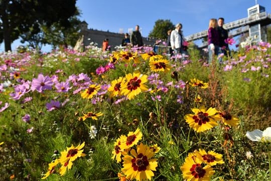 Blumen blühen am letzten Tag der diesjährigen Buga in Erfurt