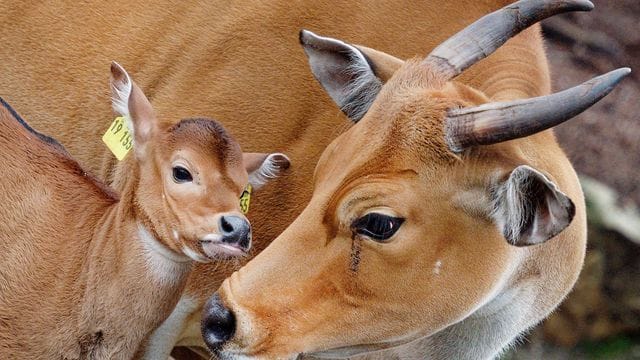 Zoo stellt Nachwuchs bei den Bantengs vor Zoo stellt Nachwuchs bei den Bantengs vor