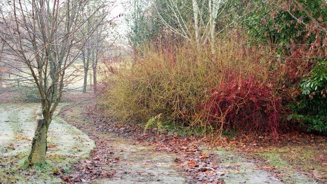 Die Rinden der verschiedenen Hartriegel-Arten und -Sorten sind auffällig eingefärbt.