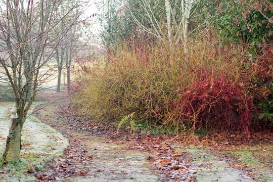 Die Rinden der verschiedenen Hartriegel-Arten und -Sorten sind auffällig eingefärbt.