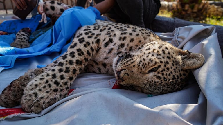 Persischer Leopard: Das männliche Jungtier wurde im Irak gefangen.
