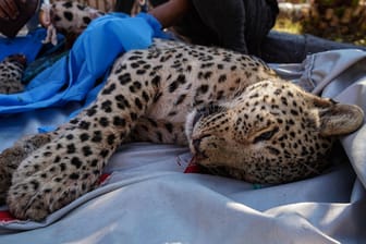 Persischer Leopard: Das männliche Jungtier wurde im Irak gefangen.