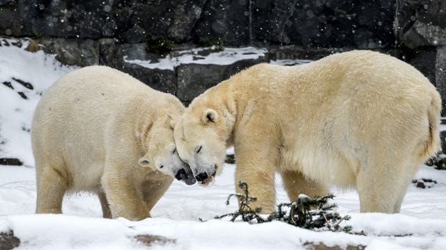 Eisbären im Tierpark Berlin Eisbären im Tierpark Berlin