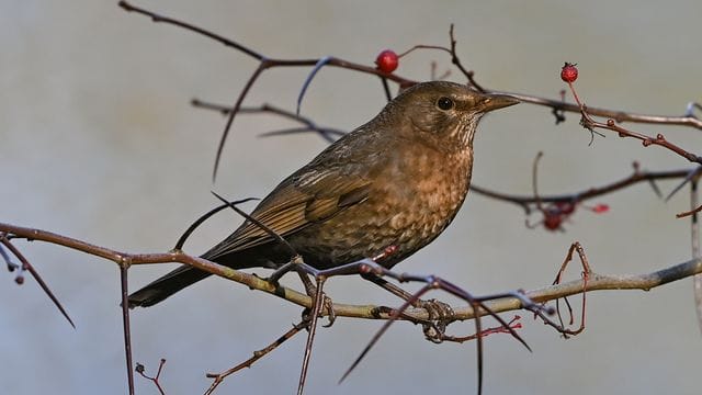 "Stunde der Wintervögel": Bei der Aktion werden Vögel im Garten gezählt, oft sind Amseln mit dabei.