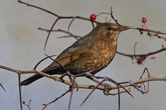 "Stunde der Wintervögel": Bei der Aktion werden Vögel im Garten gezählt, oft sind Amseln mit dabei.