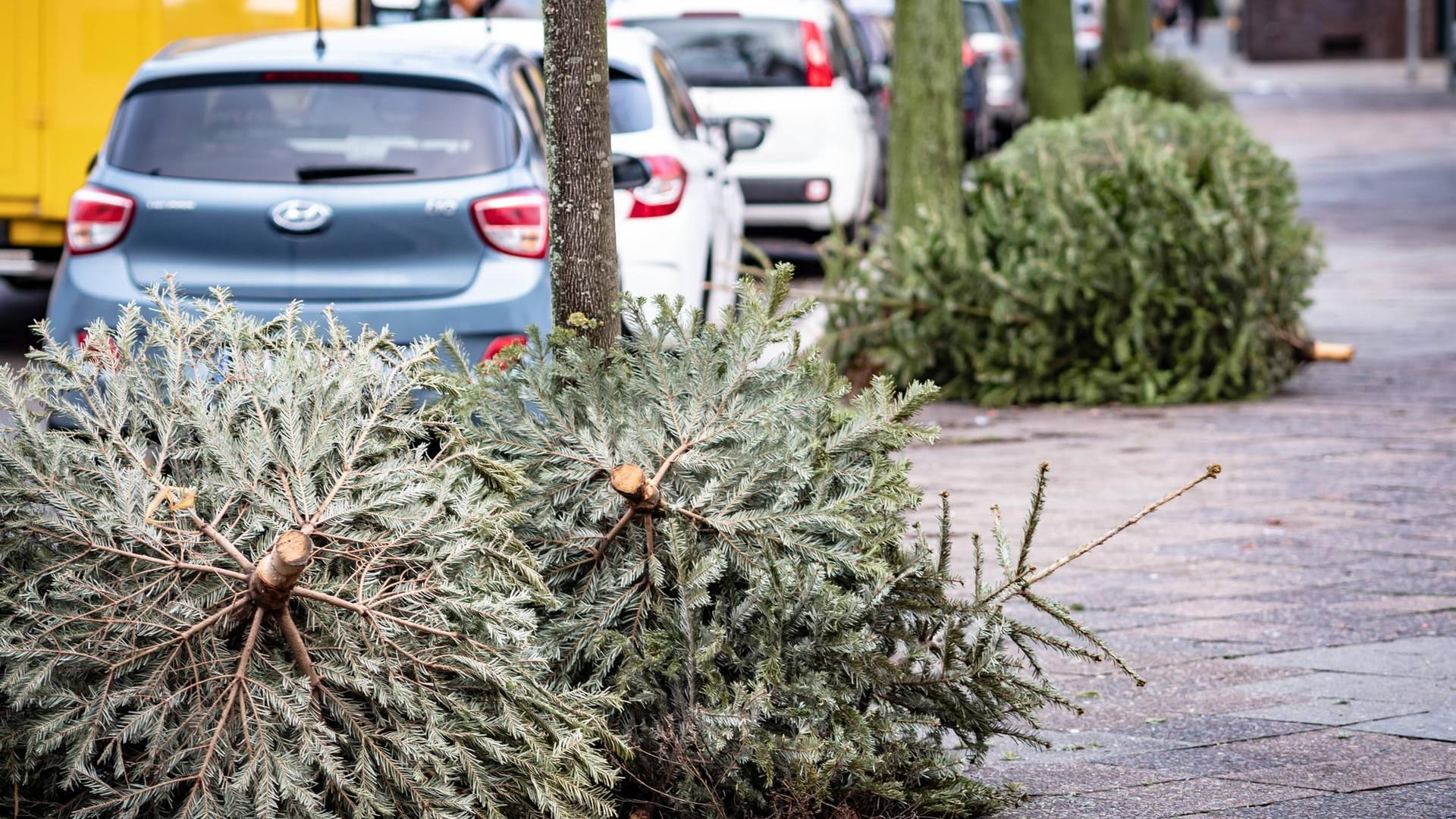 Weihnachtsbäume liegen auf einer Straße in Reinickendorf (Archivbild): Auch in diesem Jahr gibt es in allen Bezirken Abholtermine.