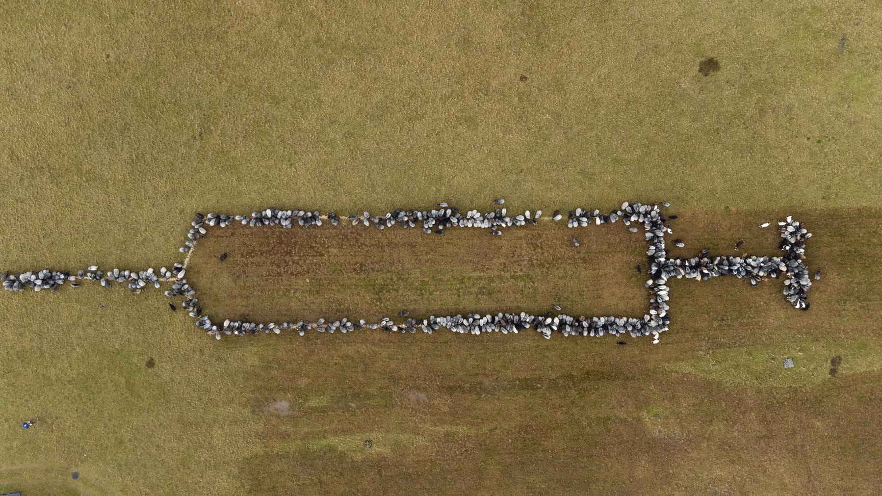 Ungefähr 700 Schafe und Ziege stehen auf einer Grasfläche und bilden die Form einer rund 100 Meter großen Spritze (Aufnahme mit einer Drohne). Das Ganze sei Werbung für die Impfung gegen das Virus und richte sich an die noch Unentschlossenen. Ungefähr 700 Schafe und Ziege stehen auf einer Grasfläche und bilden die Form einer rund 100 Meter großen Spritze (Aufnahme mit einer Drohne). Das Ganze sei Werbung für die Impfung gegen das Virus und richte sich an die noch Unentschlossenen.