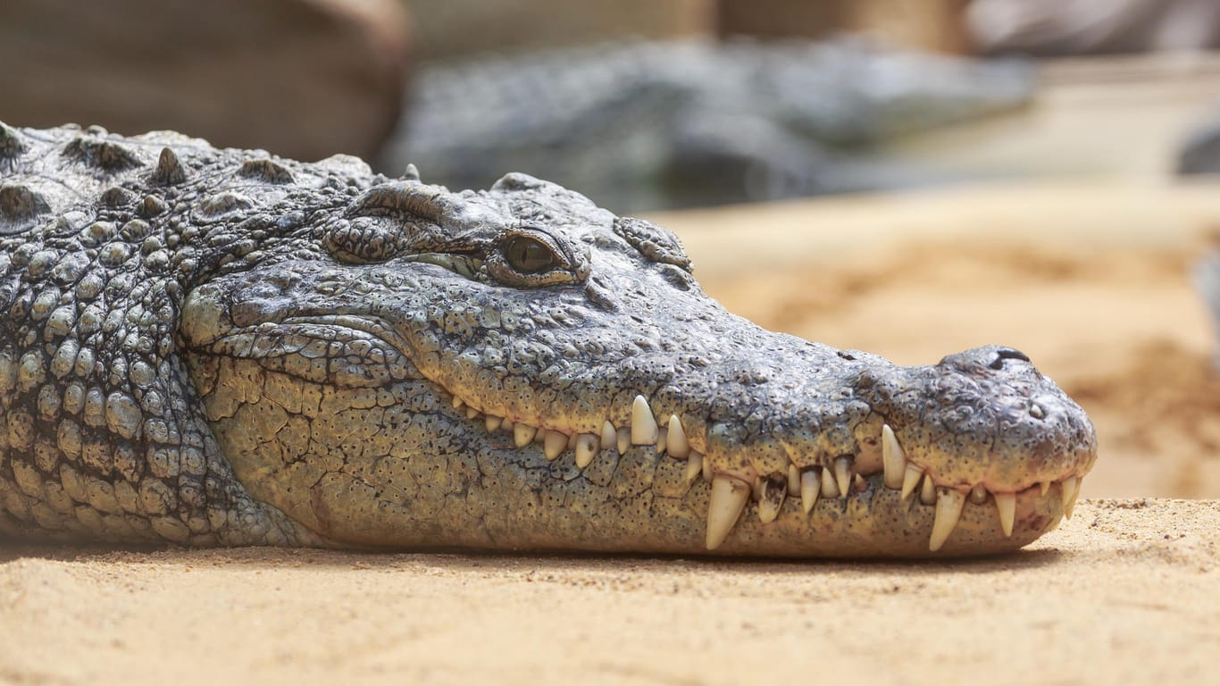 Das Krokodil griff den Taucher im Meer an, er erlag im Krankenhaus seinen Verletzungen (Symbolbild).
