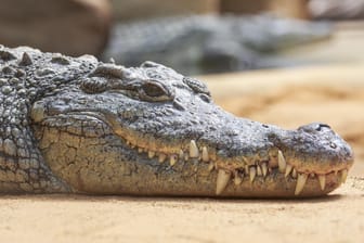Das Krokodil griff den Taucher im Meer an, er erlag im Krankenhaus seinen Verletzungen (Symbolbild).