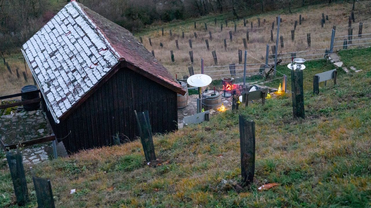 Blick über die Trüffelplantage TauberTrüffel.