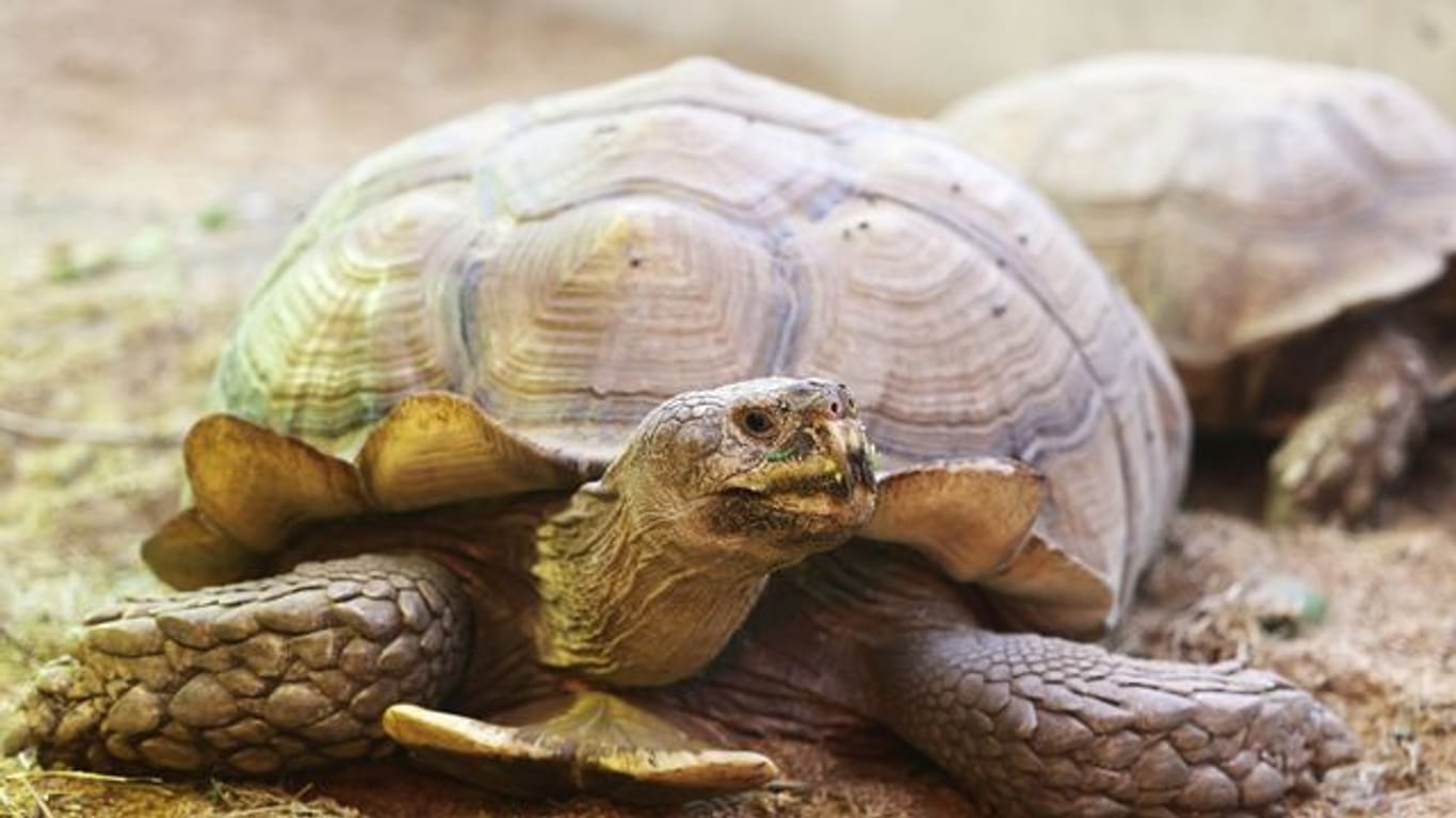 Die Schildkröte "Helmuth" kann wieder ohne Rollbrett durch das Schildkrötenhaus im Gelsenkirchener Zoo laufen.
