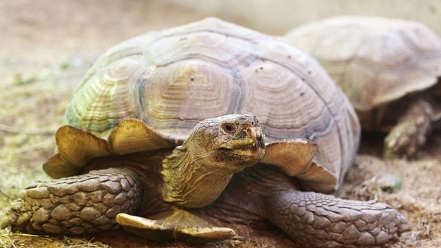 Die Schildkröte "Helmuth" kann wieder ohne Rollbrett durch das Schildkrötenhaus im Gelsenkirchener Zoo laufen. Die Schildkröte "Helmuth" kann wieder ohne Rollbrett durch das Schildkrötenhaus im Gelsenkirchener Zoo laufen.