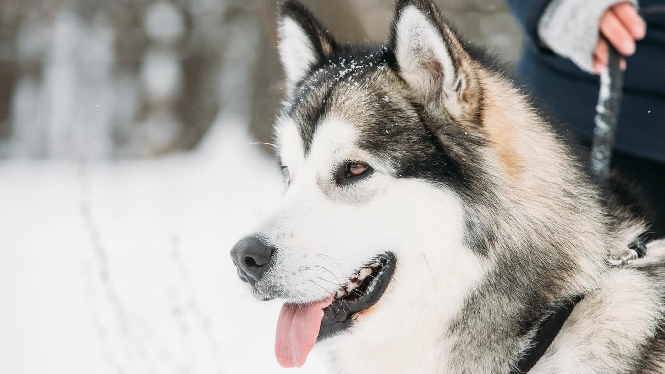 Ein Alaskan Malamute (Symbolbild): Der Hund rettete dem Mann das Leben.