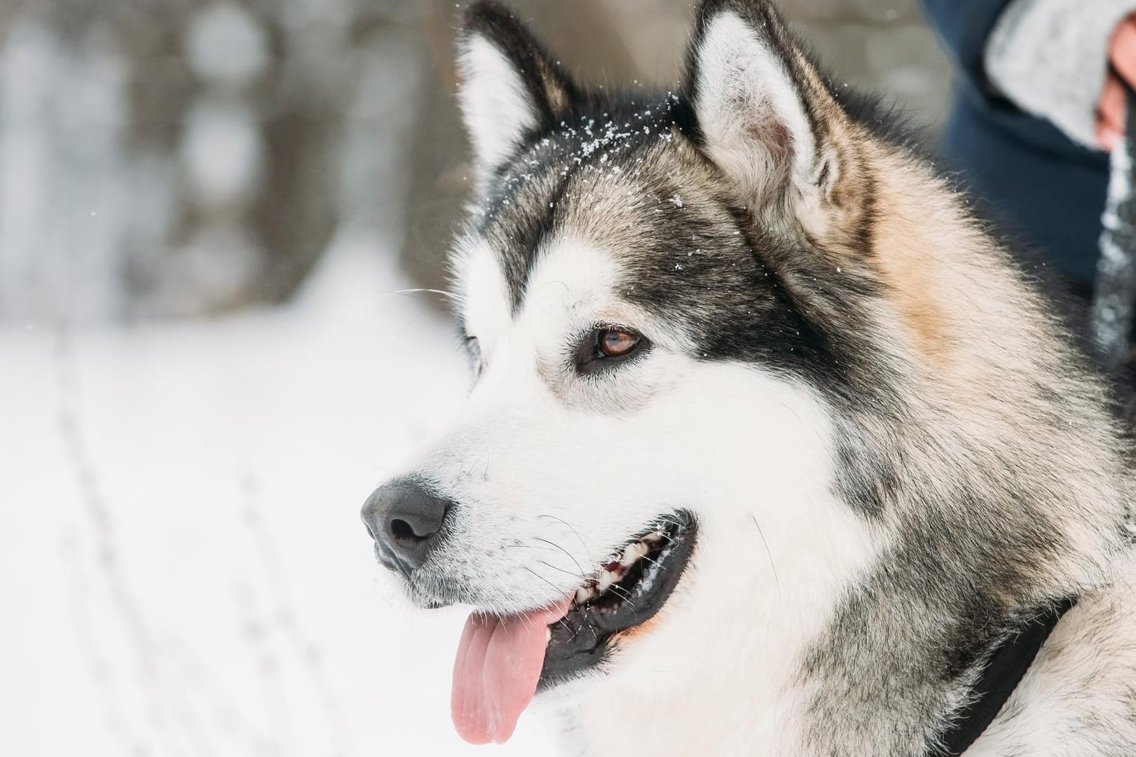 Ein Alaskan Malamute (Symbolbild): Der Hund rettete dem Mann das Leben.