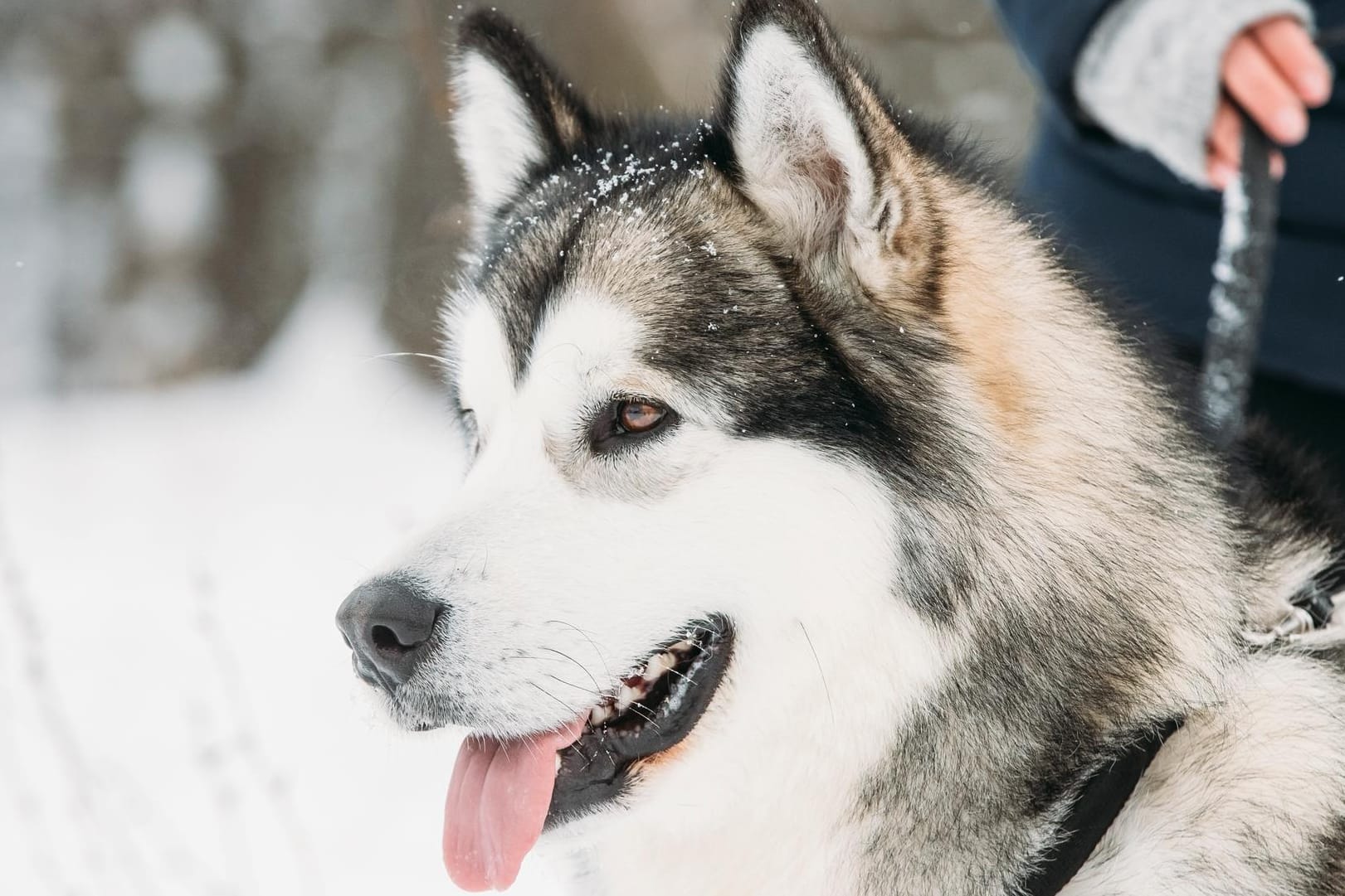 Ein Alaskan Malamute (Symbolbild): Der Hund rettete dem Mann das Leben.