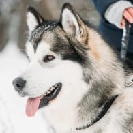 Ein Alaskan Malamute (Symbolbild): Der Hund rettete dem Mann das Leben.