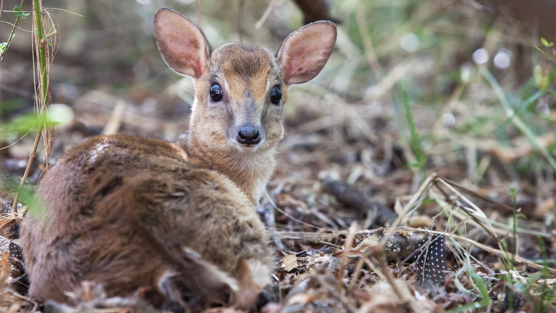 Eine Moschusantilope ruht sich um Unterholz aus (Symbolbild): Die in Südafrika beheimatete Zwergantilope ist zwar nicht vom Aussterben bedroht. In den Naturschutzgebieten des Landes darf sie dennoch nicht gejagt werden.