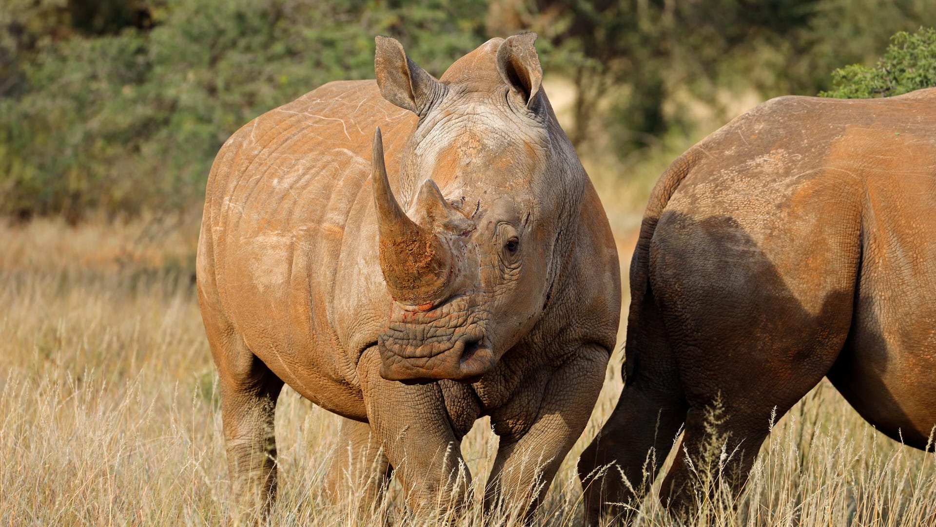 Ein Breitmaulnashorn in Gesellschaft (Symbolbild): Die meisten der rund 18.000 Tiere dieser Art lebt auf dem Gebiet Südafrikas. Dort ist die Wilderei seit rund zehn Jahren ein großes Problem, der illegale internationale Handel mit den Hörnern der Tiere floriert.