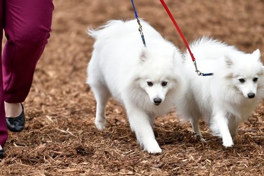 Wer als Hobby Hunde züchtet, verdient damit auch Geld. Wer als Hobby Hunde züchtet, verdient damit auch Geld.