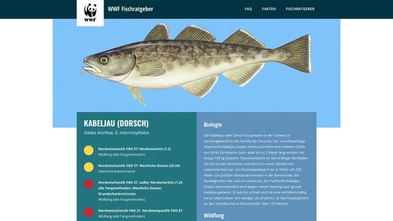 Der Kabeljau: Der Fisch, der in der Ostsee auch Dorsch genannt wird, wird im Fischratgeber des WWF fast überall als überfischt ausgewiesen.