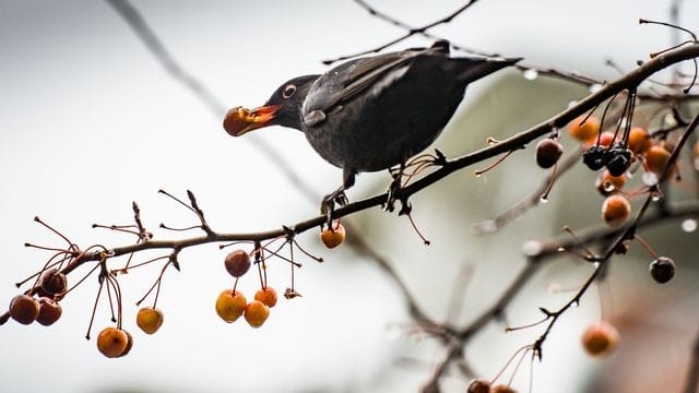 Amsel