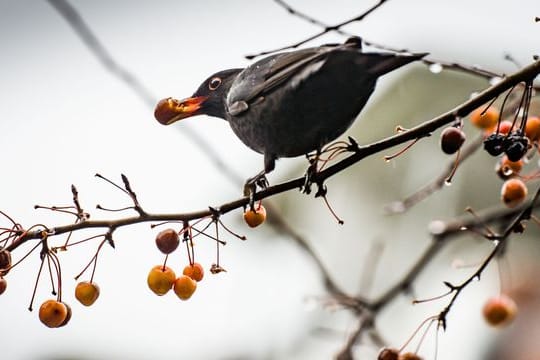 Amsel