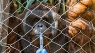 Zoo lässt Tiere gegen Corona impfen